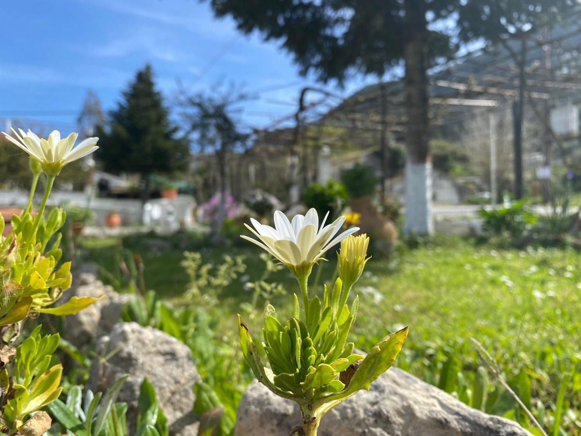 Appartement Olive With Mountain View&private Parking